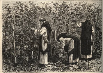 Burgundermönche beim Weinanbau - von Louis Figuier - Ende des 19. Jahrhunderts