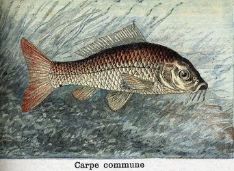 Karpfen Gemeinsame Gravur von 1898