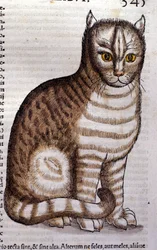 Katze nach der Historia Animalium von Conrad Gesner, Tiguri 1560. Biblioteca nazionale Braidense, Mailand