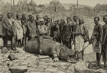 Fang eines Nilpferds aus dem Jubba-Fluss, Afrika, Gravur aus L