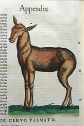 Cervidae (Antilope?) in Historia Animalium von Conrad Gesner (1516 - 1565), Tiguri