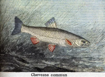 Chevense commun Gravur von 1898