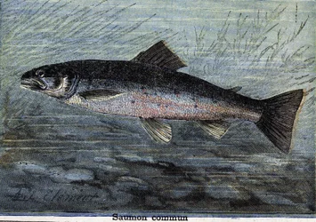 Gemeiner Lachs. Gravur von 1897
