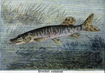 Gemeiner Hecht. Gravur von 1897