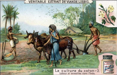 Baumwollanbau: Pflügen und Säen in Indien. Chromolithographie, Liebig-Bild