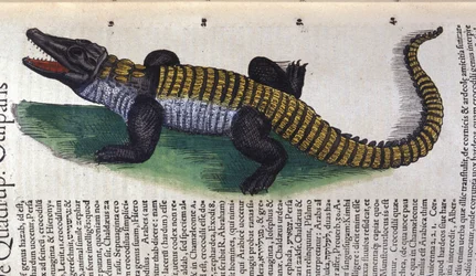 Krokodil. In Historia Animalium von Conrad Gesner (1516 - 1565), Tiguri