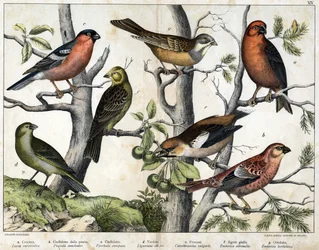 Verschiedene Illustrationen von Vögeln "Geschichte" natürliche Vögel". ed. Hoepli, Mailand