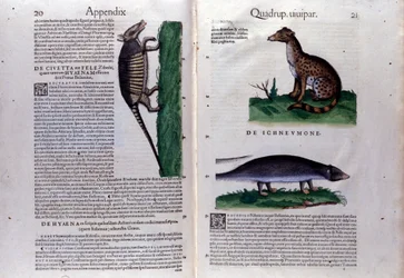 Doppelseite der Historia Animalium von Conrad Gesner (1516-1565), Tiguri