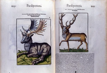 Doppelseite des Hirsches in Historia Animalium von Conrad Gesner (1516-1565)