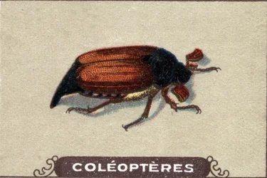 Entomologie: Darstellung eines Chabiners, Insektenserie, Anfang 20. Jahrhundert
