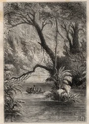 Expedition nach Amerika (1799-1804) von Alexander von Humboldt (1769-1859) und Aime Bonpland (1773-1858): die Entdecker fahren den Orinoco hinunter, umgeben von den gigantischen Bäumen des Amazonaswaldes (Cano Pimichin, Venezuela) - Illustration aus „Die g
