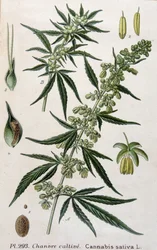 Weibliche Cannabispflanze. Gravur des 19. Jahrhunderts