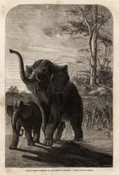 Weiblicher Elefant schützt ihr Junges vor Javelinenjägern von Zambesi. Gravur zur Illustration von Dr. Livingstones ersten Reisen nach Südafrika von 1840 bis 1856, in „Le tour du monde, nouveau journal des voyages“, herausgegeben von Edouard Charton