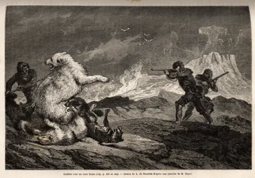 Kampf mit einem Eisbären, der ihr Junges schützt, das Rudel Hunde greift sie an und die Jäger, mit Gewehren bewaffnet, warten auf den richtigen Moment, um sie zu erschießen. Gravur zur Illustration der Reise zum freien Meer des Arktischen Pols, von Dr. Hay