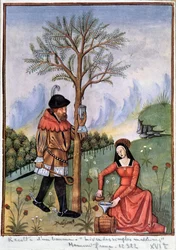 Ernte eines Balsams - Buch der einfachen Heilmittel