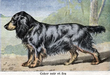 Jagdhund: schwarz-lohfarbener Cocker Spaniel