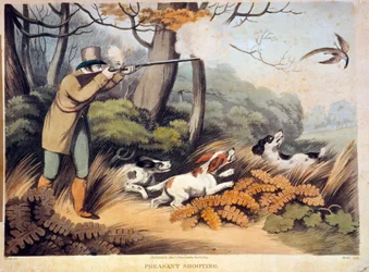 Fasanenjagd in England