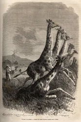 Jagd auf die Giraffe: Der Erzähler schießt auf sein Wild, und seine Führer töten eine bereits angeschossene Giraffe. Stich zur Illustration der Erforschung der abessinischen Nebenflüsse des Nils durch Sir Samuel W. Baker in den Jahren 1861-62