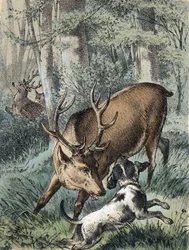 Illustration von Franz Hoffmanns Erzählungen „Märchen und Fabeln - Die 2 Hirsche“: Ein Hirsch läuft weg und der andere kämpft mit einem Hund. Chromolithographie des 19. Jahrhunderts