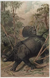 Indisches Nashorn - Das indische Nashorn (Rhinoceros unicornis) - Gravur aus „Brehms Tierleben“ von Alfred Edmund Brehm (1829-1884)