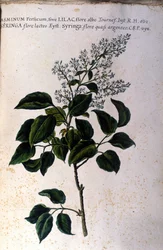 Jasminzweig. Tafel aus einem Herbarium des 17. Jahrhunderts