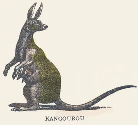 K: Känguru