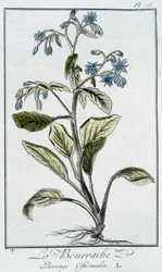 Die Borretsch (Borrage Officinalis) - in „Übungen der Botanik für Händler“, geschrieben von J.C. Philibert, Druckerei von Crapelet, Paris