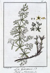 Die Krappwurzel (Rubia Tinctorum) - in „Botanikübungen für Kaufleute“, verfasst von J.C. Philibert, Druckerei Crapelet, Paris