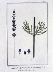 Der Gemeine Lavendel (Lavandula spica) - in „Übungen der Botanik für Händler“, verfasst von J.C. Philibert, Druckerei Crapelet, Paris