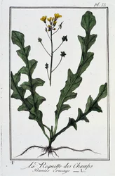 Die Feld-Rauke (Bunias Erucago) - in „Übungen der Botanik für den Gebrauch der Händler“, geschrieben von J.C. Philibert, Druckerei Crapelet, Paris