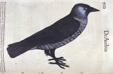 Die Dohle in Historia Animalium von Conrad Gesner (1516 - 1565), Tiguri