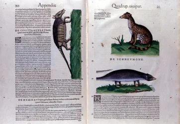 Der Zibet, die Hyäne und die Manguste in Historia Animalium von Conrad Gesner (1516 - 1565), Tiguri
