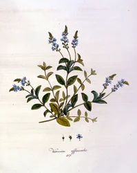 La Veronica. 19. Jahrhundert Gravur.