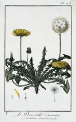Der gewöhnliche Löwenzahn (Leontodon caraxacum) - in „Übungen der Botanik für den Gebrauch der Händler“, geschrieben von J.C. Philibert, Druckerei Crapelet, Paris