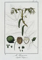 Der Walnussbaum (Juglans Regia) - in „Botanikübungen für Kaufleute“, verfasst von J.C. Philibert, Druckerei Crapelet, Paris