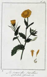 Der Garten-Ringelblume (Calendula officinalis) - in „Übungen der Botanik für Händler“, verfasst von J.C. Philibert, Druckerei Crapelet, Paris