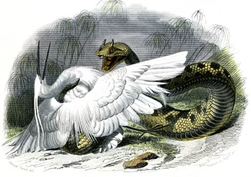 Die Hornviper (Vipera cerastes) - Tafel aus Naturgeschichte von Bernard Germain de Lacepede (1856-1925), Ausgabe P.Furme, Paris