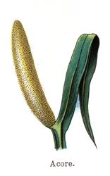 Medizinische und essbare botanische Pflanzen: Kalmus. Gravur in „La medication naturelle“ von Friedrich Eduard Bilz (1842-1922)