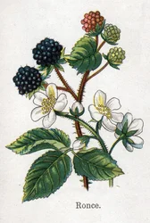 Medizinische und essbare botanische Pflanzen: Brombeere. Gravur in "La medication naturelle" von Friedrich Eduard Bilz (1842-1922)