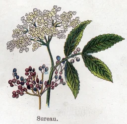 Medizinische und essbare botanische Pflanzen: Holunder. Gravur in "La medication naturelle" von Friedrich Eduard Bilz (1842-1922)