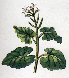 Medizinische und essbare botanische Pflanzen: Kraut mit Sängern. Gravur in „La medication naturelle“ von Friedrich Eduard Bilz (1842-1922)