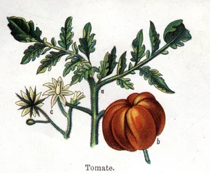 Medizinische und essbare botanische Pflanzen: Tomate. Gravur in „Die natürliche Medikation“ von Friedrich Eduard Bilz (1842-1922)