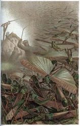 Wanderheuschrecke - Die Wanderheuschrecke (Locust migratoria) - Gravur aus „Brehms Tierleben“ von Alfred Edmund Brehm (1829-1884)