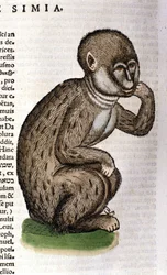 Affe nach der „Historia Animalium“ von Conrad Gesner, Zürich 1560. Biblioteca Nazionale Braidense, Mailand