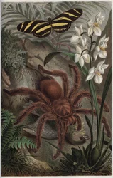 Mygalomorphae (Orthognatha) - Gravur aus „Brehms Tierleben“ von Alfred Edmund Brehm (1829-1884)