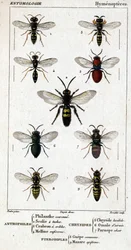 Naturgeschichtstafel. Entomologie. Hymenopterenfamilie. Anthophilen: 1. Philanthus coronatus; 2. Scolia quadripunctata; 3. Crabro scutellatus; 4. Mellinus ruficornis. Chrysiden: 5. Chrysis lucida; 6. Omalus aeneus; 7. Parnopes grandior. Pteromaliden: 8. Pt