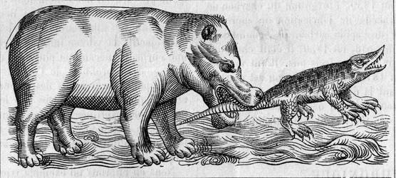 Nilpferd. (Nach Pierre Belon)