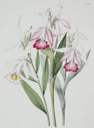 Orchidee: Sobralia liliastrum aus "Sertum Orchidaceum"