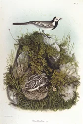 Ornithologie: eine graue Bachstelze (Motacilla alba) in der Nähe des Nestes ihrer Jungen. Zoologische Tafel des 19. Jahrhunderts