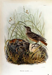 Ornithologie: ein Blaumerle in der Nähe des Nestes ihrer Jungen